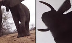 Movie : Elefant klaut GoPro