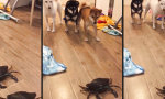 Krabbeninvasion im Hundehaushalt