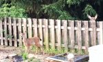Movie : Gekonnt über den Gartenzaun gehüpft