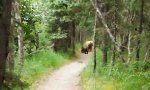 Lustiges Video : Wanderung mit Bären