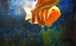 Funny Video : Fisch auf der Suche nach Streicheleinheiten