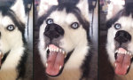 Movie : Klebt ein Husky an der Scheibe