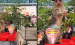 Lustiges Video : Ungebetener Gast im Gartenmarkt