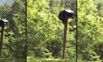 Lustiges Video : Das Vogelhaus ist aber verdammt klein
