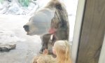 Movie : Bär hat Botschaft für Kinder