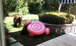 Funny Video : Familie Bär will auch am Pool relaxen