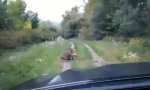 Movie : Der Waldweg gehört mir!