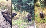 Movie : Treffen sich zwei Elche im Garten