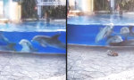 Lustiges Video : Eichhörnchen-Theater für Delfine