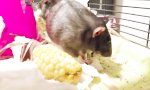 Ratte mit Essmanieren