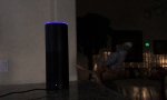 Alexa und der Papagei