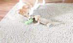 Movie : Hund und Echse sind gutes Tauzieh-Team