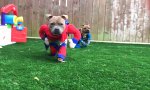 Super Dogs im Anmarsch