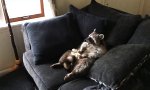 Lustiges Video : Waschbär chillt auf dem Sofa