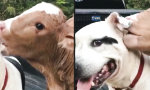 Funny Video : Ich hab dich zum Wiederkäuen gern
