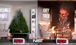 Funny Video : Warum du deinen Weihnachtsbaum feucht halten solltest