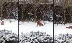 Lustiges Video - Onkel Fuchs findet Hundespielzeug
