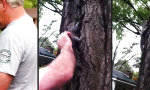 Lustiges Video : Eichhörnchen wird der Natur zurückgegeben