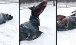 Lustiges Video - Alter Gaul liebt den Schnee