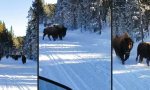 Movie : Begegnung mit Bison-Herde beim Schneemobilausflug