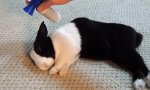 Lustiges Video - Fies - Bunny mit Tröte wecken