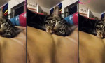 Lustiges Video - Erstmal die Katze booten