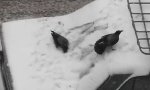 Krähen spielen im Schnee