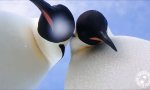 Auch Pinguine finden Selfies toll