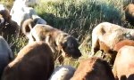 Funny Video : Geiler Schäferhund