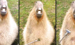 Lustiges Video - In den Capybara-Himmel gekratzt