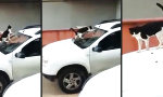 Lustiges Video : Wenn es deine Katze auf dich abgesehen hat