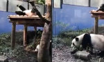 Lustiges Video - No Chill für die Pandamama