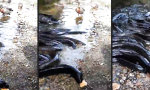 Funny Video : Aale und Enten kämpfen um Brot