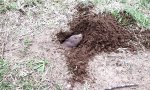 Erdhörnchen buddelt ein Loch