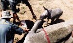 Nashornbaby verteidigt seine Mama