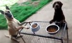 Movie : Vor dem Essen wird gebetet