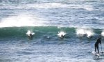 Wenn Paddle-Boarding mit den Delfinen schmerzhaft endet