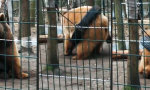 Lustiges Video - Der Grizzly und sein Reifen