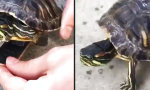 Schildkröte auf Skateboard