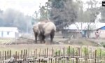 Movie : Wenn der kleine Elefant in den Graben fällt