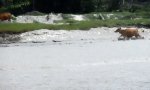 Kühe haben Spaß im Hochwasser