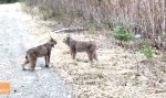 Lustiges Video : What does the Luchs say?
