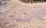 Das große Krabbeln am Strand