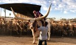 Lustiges Video : Horny Stier