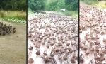 Marsch der Enten