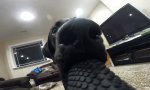 Funny Video : Kamerahund