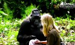 Lustiges Video : Vom Gorilla ausgespannt