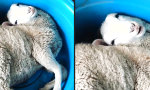 Lustiges Video : Ein Schaf namens Obelix