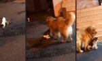 Kein Freund von Cat-Fights