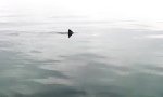 2 Sharks, 1 Dolphin